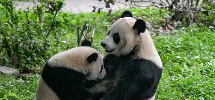 Giant Panda Wildlife Protection Camp