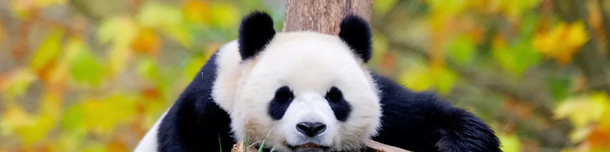 Ancient Civilisations & Wildlife to Modern Metropolis Summer Study Tour
