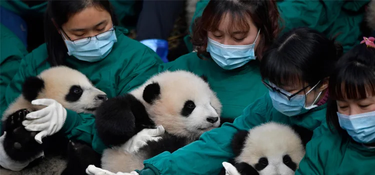 Panda Conservation Program for Students