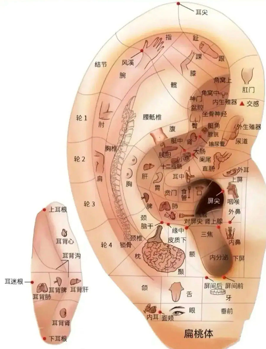 Ear Acupressure