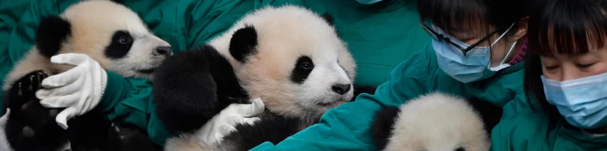 Panda Conservation Program for Students
