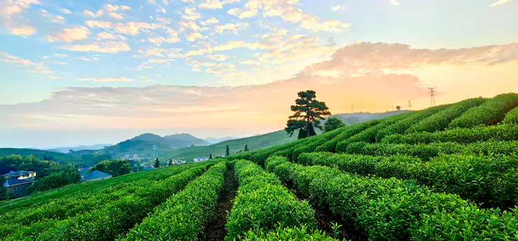 Tea & Silk Intangible Cultural Heritage Camp
