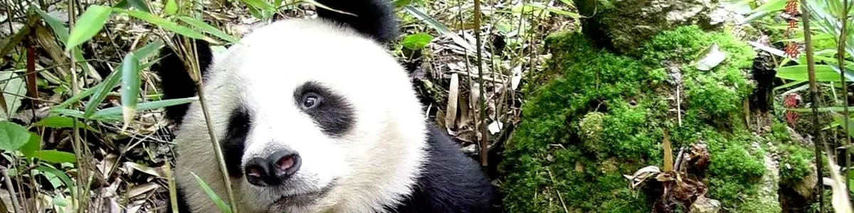 6-Day Sichuan Autumn Panda Ecology & Harvest Agriculture Study Tour