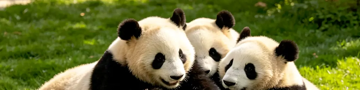 7-Day Sichuan Autumn Panda & Golden Forest Leisure Tour