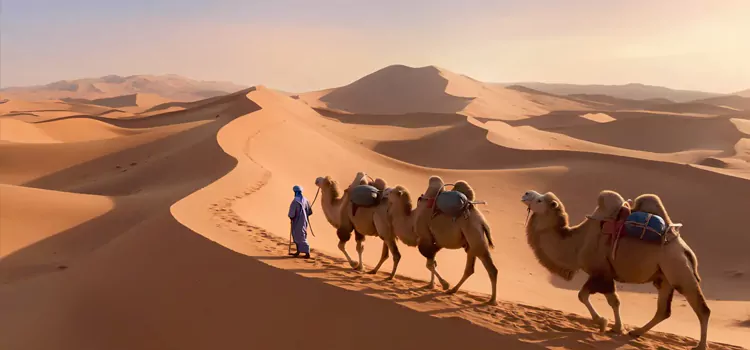 Desert & Plateau Ecology Study on the Silk Road