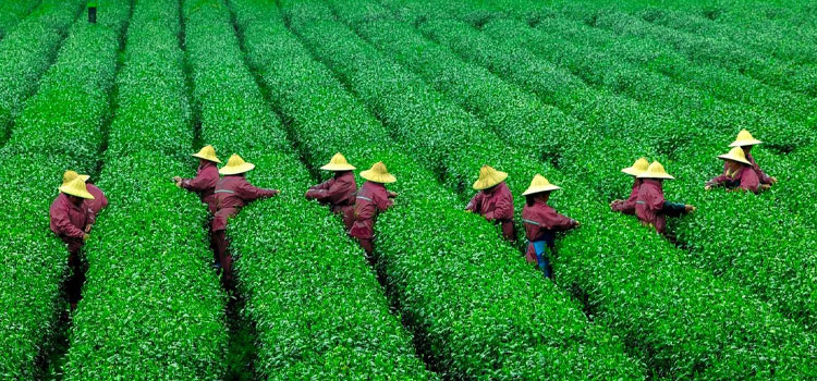 China Tea Tours
