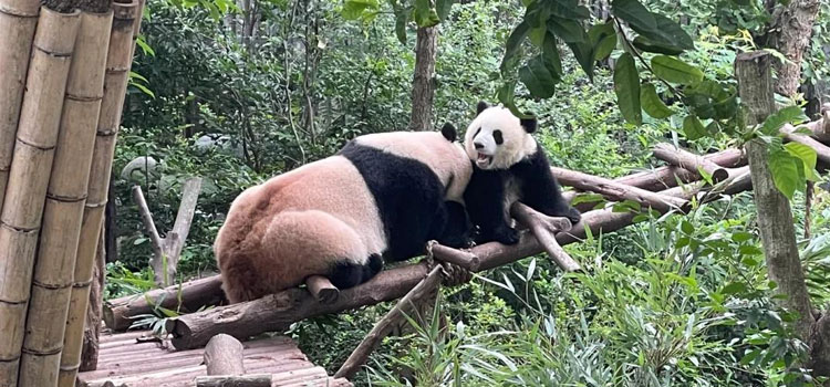 Chengdu - Panda City & New Energy Innovation Business Tour