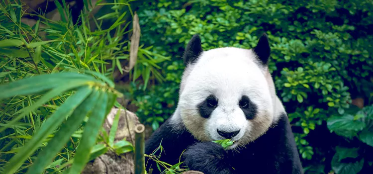 Chengdu study tours