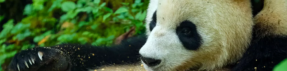 7-Day Sichuan Spring Panda Ecology & Agricultural Civilization Study Tour