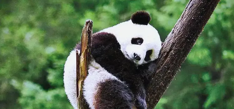 6-Day Sichuan Autumn Panda Ecology & Harvest Agriculture Study Tour