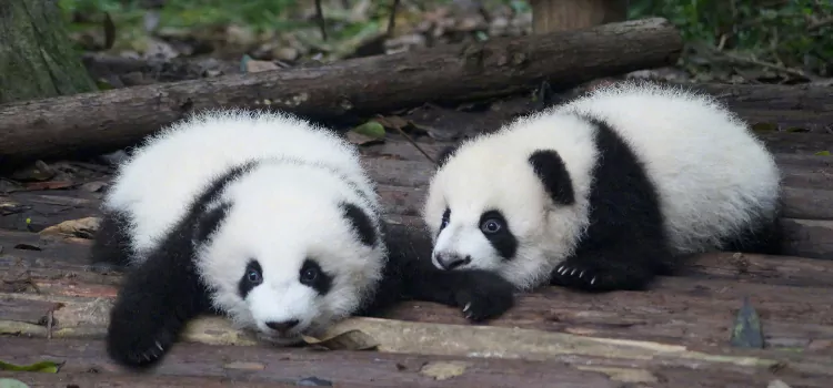 7-Day Sichuan Spring Panda Ecology & Agricultural Civilization Study Tour