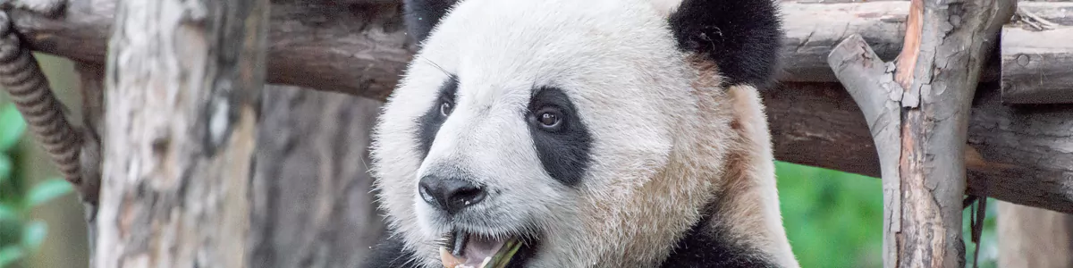 5-Day Chengdu Winter Panda & Warm Sichuan Leisure Tour