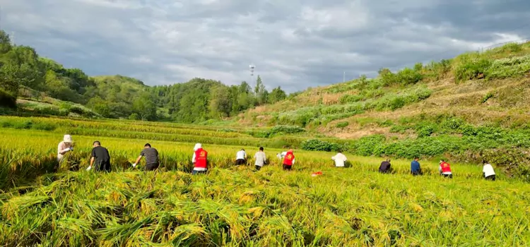 Village Farm Stay & Farming Activities