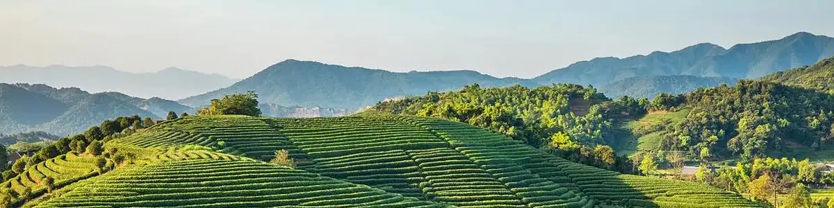 Tea & Silk Intangible Cultural Heritage Camp