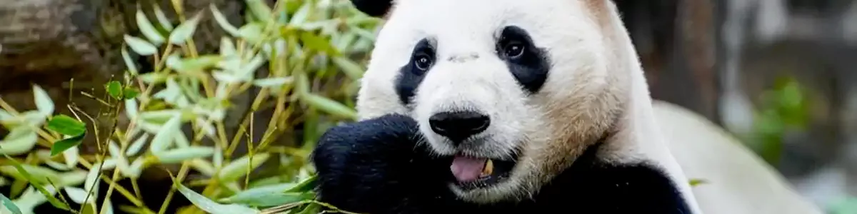 Giant Panda Wildlife Protection Camp