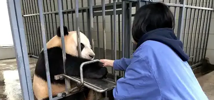 Panda Conservation Volunteer Experience in Chengdu